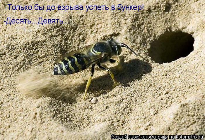 -Только бы до взрыва успеть в бункер! -Десять...Девять...... Котоматрица: -Только бы до взрыва успеть в бункер! -Десять...Девять...