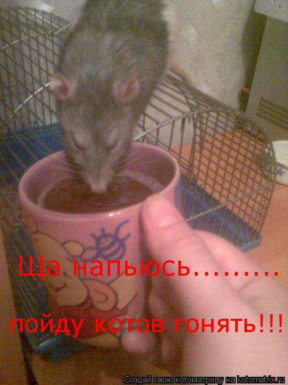 Ща напьюсь......... пойду котов гонять!!!... Котоматрица: Ща напьюсь......... пойду котов гонять!!!