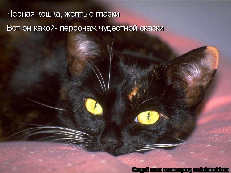 Черная кошка, желтые глазки Вот он какой- персонаж чудестной сказки... Котоматрица: Черная кошка, желтые глазки Вот он какой- персонаж чудестной сказки
