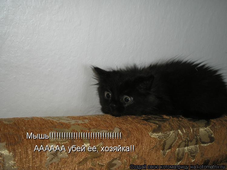 Мышь!!!!!!!!!!!!!!!!!!!!!!!!!!!!!! АААААА убей её, хозяйка!!... Котоматрица: Мышь!!!!!!!!!!!!!!!!!!!!!!!!!!!!!! АААААА убей её, хозяйка!!