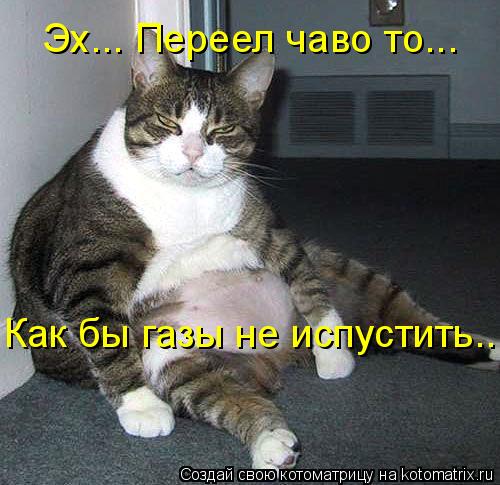 Эх... Переел чаво то... Как бы газы не испустить...... Котоматрица: Эх... Переел чаво то... Как бы газы не испустить...
