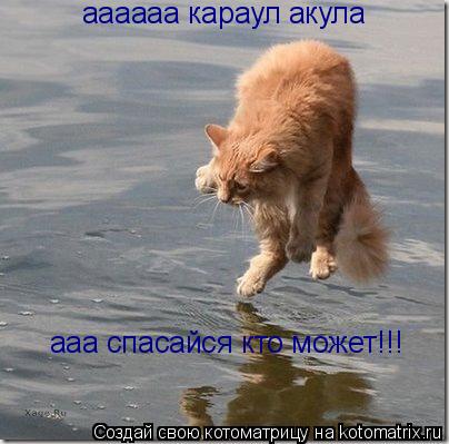 аааааа караул акула ааа спасайся кто может!!!... Котоматрица: аааааа караул акула ааа спасайся кто может!!!