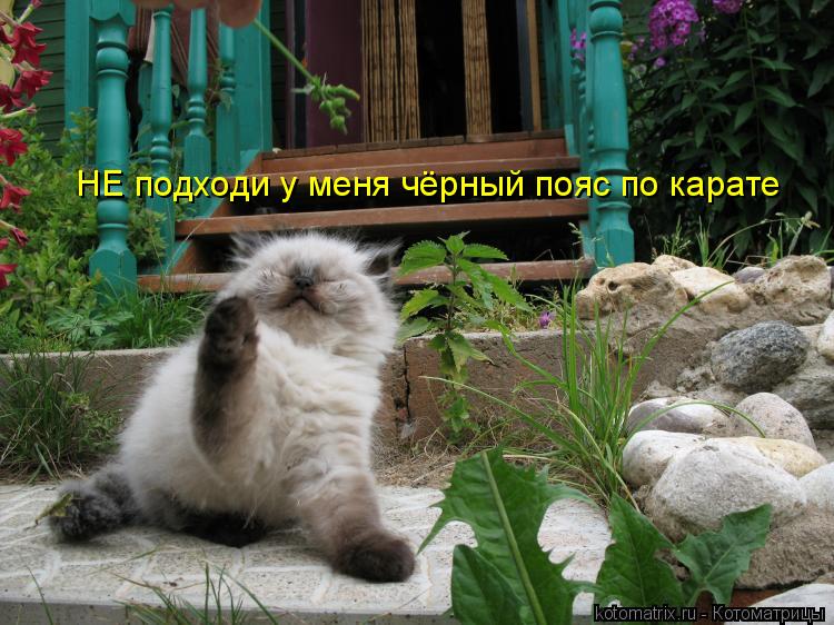 НЕ подходи у меня чёрный пояс по карате... Котоматрица: НЕ подходи у меня чёрный пояс по карате