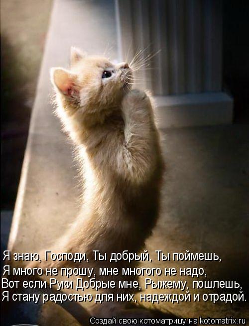 Я знаю, Господи, Ты добрый, Ты поймешь, Я много не прошу, мне многого не надо, Вот если Руки Добрые м... Котоматрица: Я знаю, Господи, Ты добрый, Ты поймешь, Я много не прошу, мне многого не надо, Вот если Руки Добрые мне, Рыжему, пошлешь, Я стану радостью для ни