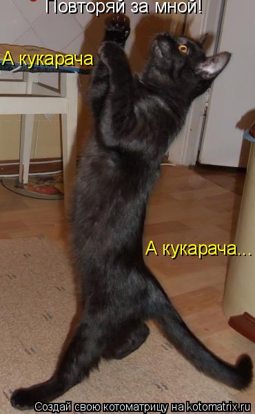 Повторяй за мной! А кукарача А кукарача...... Котоматрица: Повторяй за мной! А кукарача А кукарача...