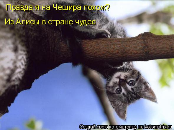 Правда я на Чешира похож? Из Алисы в стране чудес... Котоматрица: Правда я на Чешира похож? Из Алисы в стране чудес