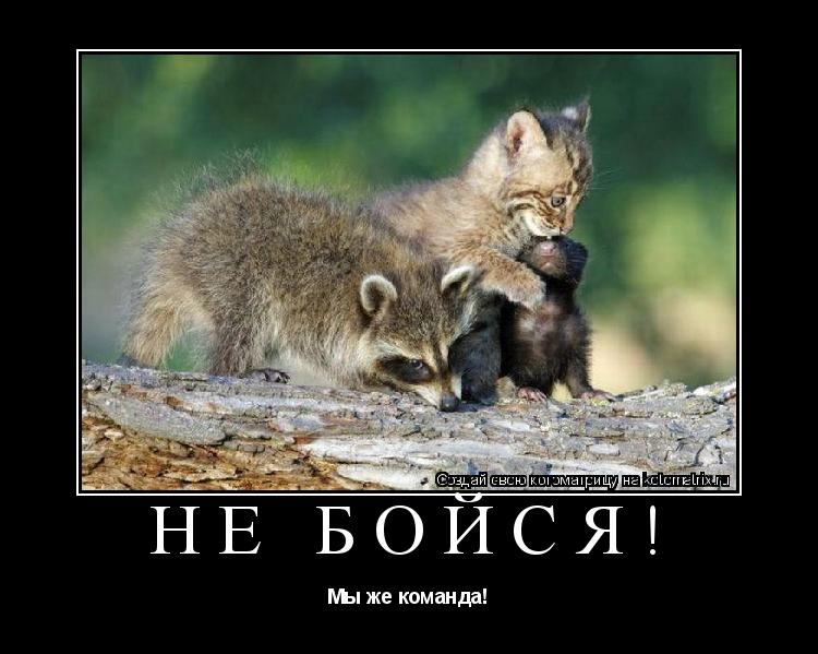 Не бойся! Мы же команда!... Котоматрица: Не бойся! Мы же команда!