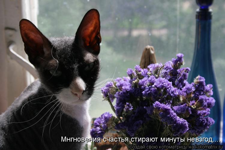 Мнгновения счастья стирают минуты невзгод....... Котоматрица: Мнгновения счастья стирают минуты невзгод....