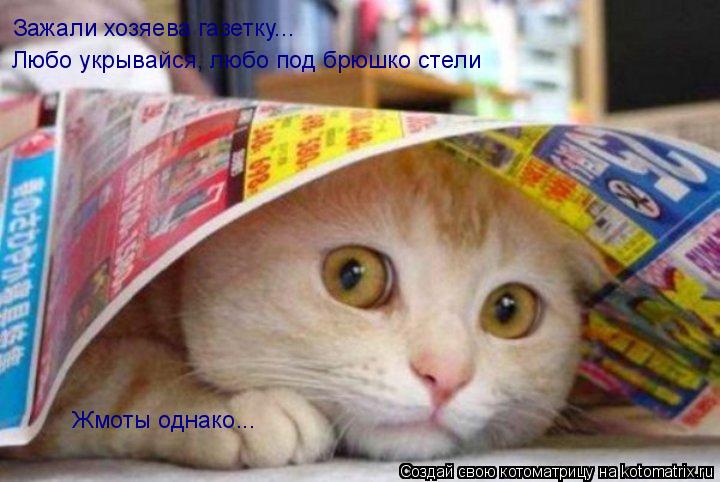 Зажали хозяева газетку... Любо укрывайся, любо под брюшко стели Жмоты однако...... Котоматрица: Зажали хозяева газетку... Любо укрывайся, любо под брюшко стели Жмоты однако...