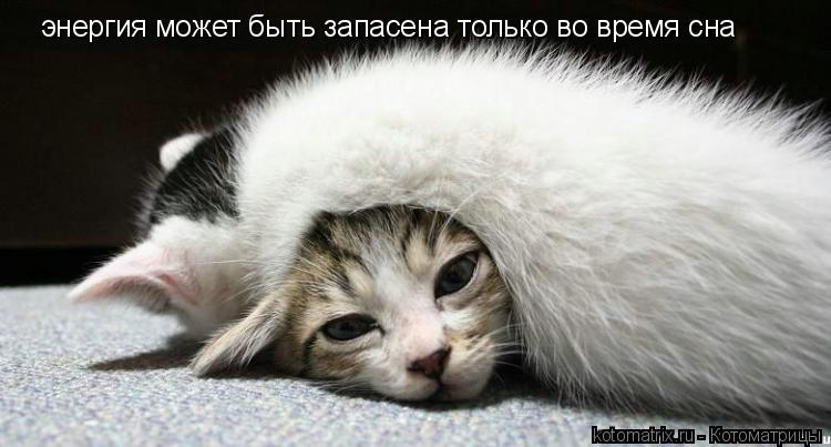 энергия может быть запасена только во время сна... Котоматрица: энергия может быть запасена только во время сна