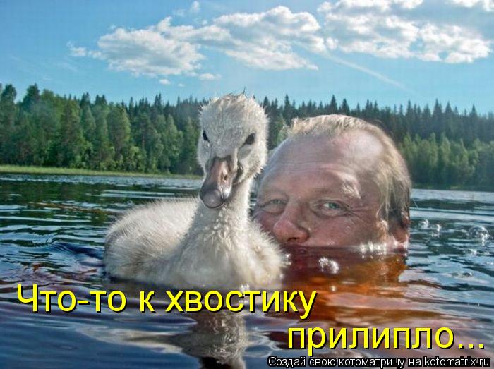 Что-то к хвостику прилипло...... Котоматрица: Что-то к хвостику прилипло...