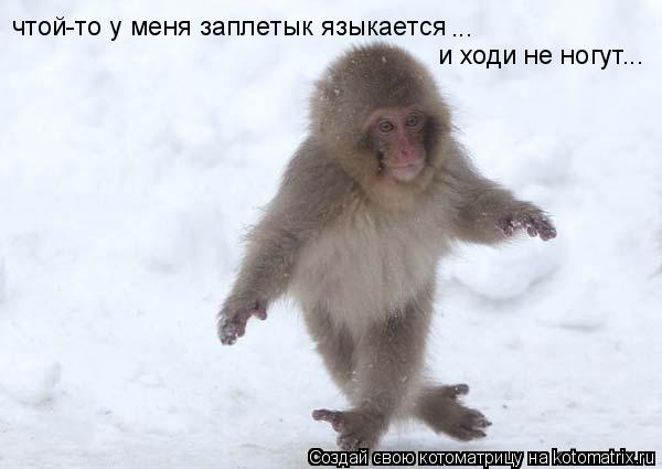 Котоматрица: чтой-то у меня заплетык языкается ... и ходи не ногут...