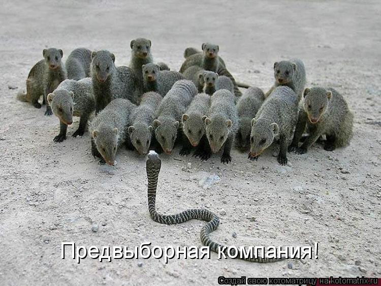 Предвыборная компания!... Котоматрица: Предвыборная компания!