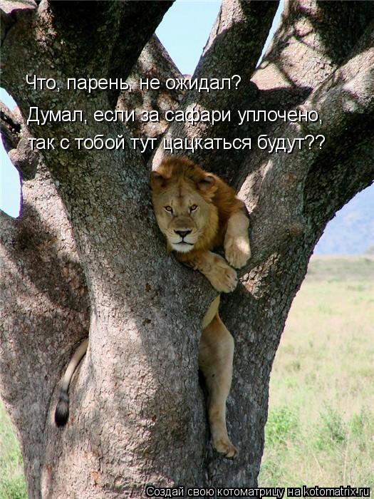 Что, парень, не ожидал? Думал, если за сафари уплочено, так с тобой тут цацкаться будут??... Котоматрица: Что, парень, не ожидал? Думал, если за сафари уплочено, так с тобой тут цацкаться будут??