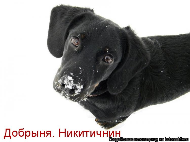 Добрыня. Никитичнин... Котоматрица: Добрыня. Никитичнин
