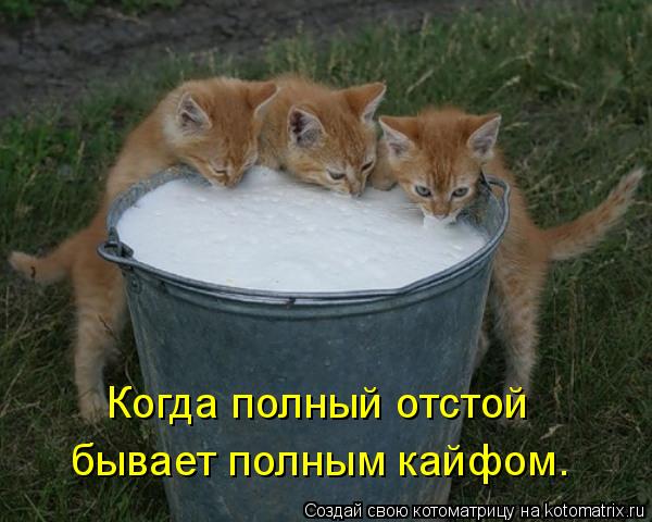 Когда полный отстой бывает полным кайфом.... Котоматрица: Когда полный отстой бывает полным кайфом.
