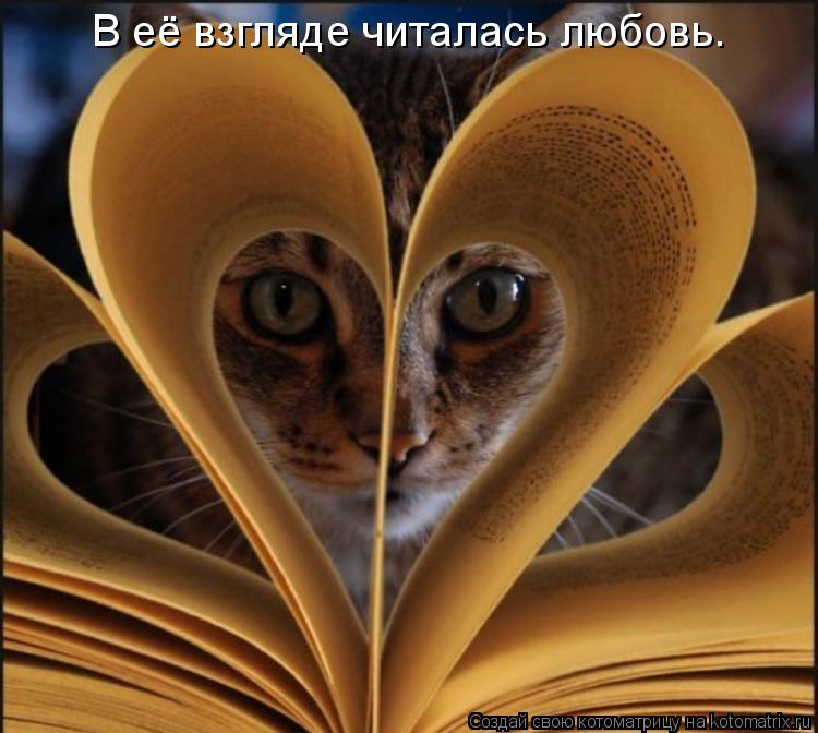 В её взгляде читалась любовь.... Котоматрица: В её взгляде читалась любовь.