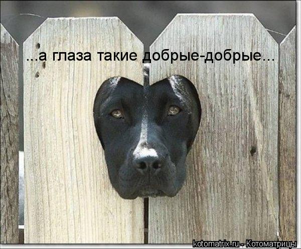 ...а глаза такие добрые-добрые...... Котоматрица: ...а глаза такие добрые-добрые...