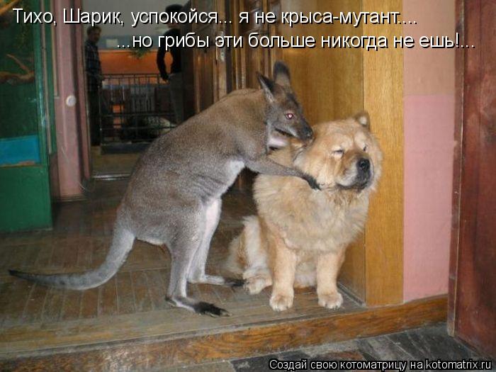 ...но грибы эти больше никогда не ешь!... Тихо, Шарик, успокойся... я не крыса-мутант....... Котоматрица: ...но грибы эти больше никогда не ешь!... Тихо, Шарик, успокойся... я не крыса-мутант....