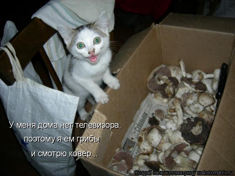 У меня дома нет телевизора, поэтому я ем грибы и смотрю ковёр...... Котоматрица: У меня дома нет телевизора, поэтому я ем грибы и смотрю ковёр...