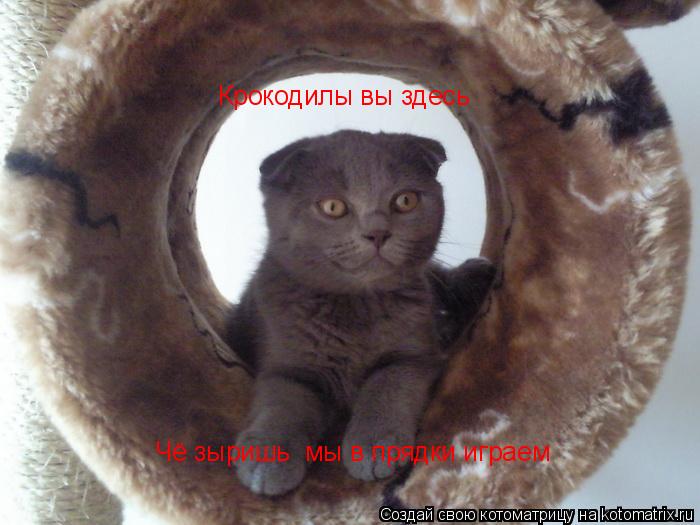 Крокодилы вы здесь Чё зыришь мы в прядки играем... Котоматрица: Крокодилы вы здесь Чё зыришь мы в прядки играем