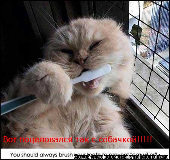 Вот поцеловался так с собачкой!!!!!... Котоматрица: Вот поцеловался так с собачкой!!!!!