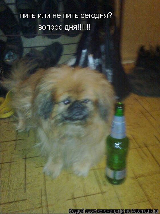 пить или не пить сегодня? вопрос дня!!!!!!... Котоматрица: пить или не пить сегодня? вопрос дня!!!!!!