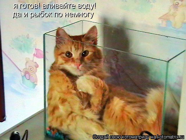 я готов! вливайте воду! да и рыбок по немногу... Котоматрица: я готов! вливайте воду! да и рыбок по немногу