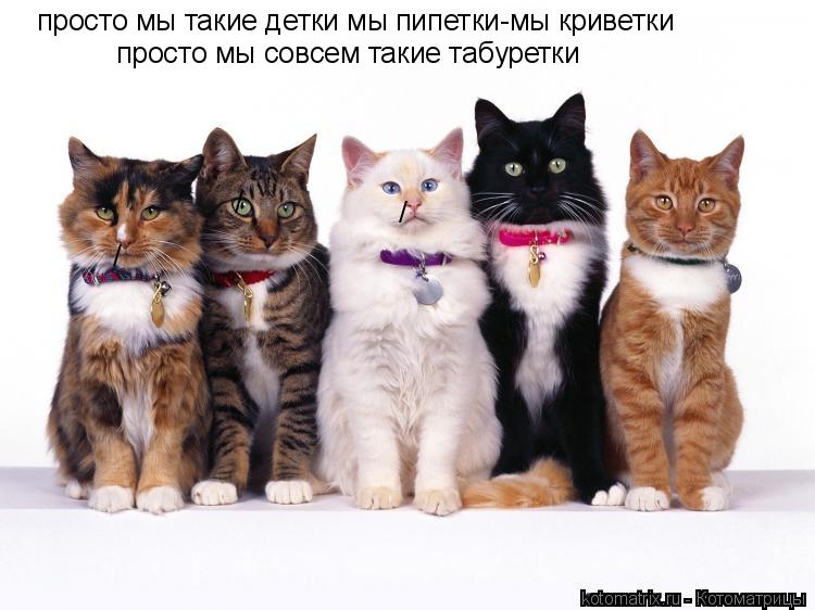 / / / просто мы такие детки мы пипетки-мы криветки просто мы совсем такие табуретки... Котоматрица: / / / просто мы такие детки мы пипетки-мы криветки просто мы совсем такие табуретки