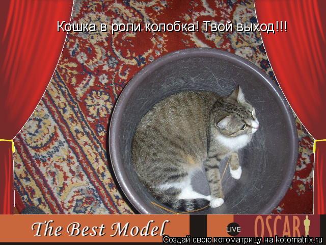 Кошка в роли колобка! Твой выход!!!... Котоматрица: Кошка в роли колобка! Твой выход!!!