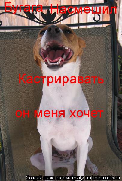 Бугага Насмешил Кастриравать он меня хочет... Котоматрица: Бугага Насмешил Кастриравать он меня хочет