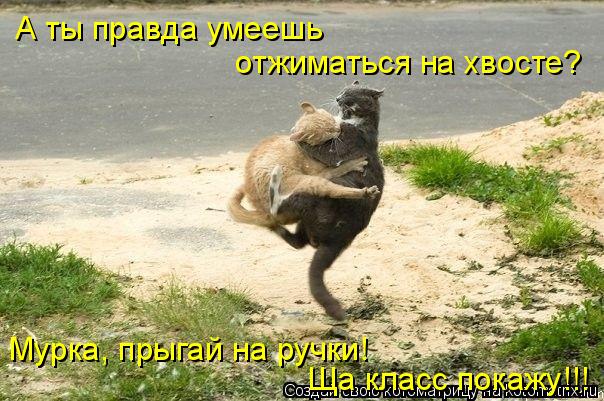 А ты правда умеешь отжиматься на хвосте? Мурка, прыгай на ручки! Ща класс покажу!!!... Котоматрица: А ты правда умеешь отжиматься на хвосте? Мурка, прыгай на ручки! Ща класс покажу!!!