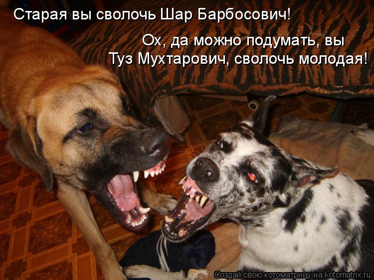 Старая вы сволочь Шар Барбосович! Ох, да можно подумать, вы Туз Мухтарович, сволочь молодая!... Котоматрица: Старая вы сволочь Шар Барбосович! Ох, да можно подумать, вы Туз Мухтарович, сволочь молодая!