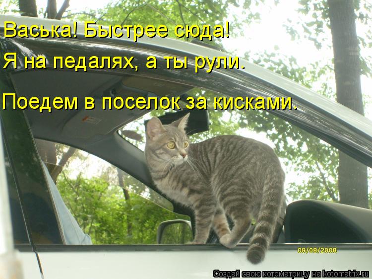 Васька! Быстрее сюда! Я на педалях, а ты рули. Поедем в поселок за кисками.... Котоматрица: Васька! Быстрее сюда! Я на педалях, а ты рули. Поедем в поселок за кисками.