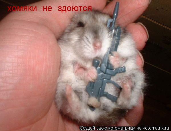 хомяки не здоются... Котоматрица: хомяки не здоются