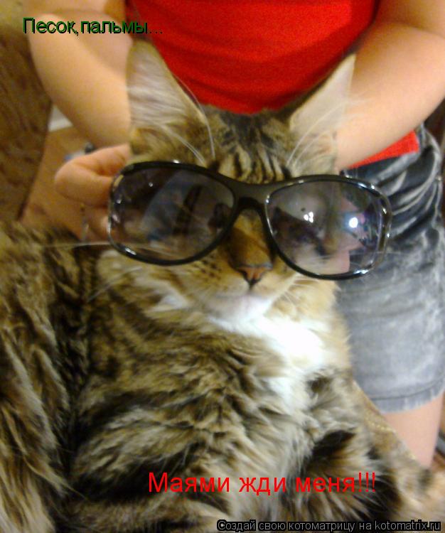 Песок,пальмы... Маями жди меня!!!... Котоматрица: Песок,пальмы... Маями жди меня!!!