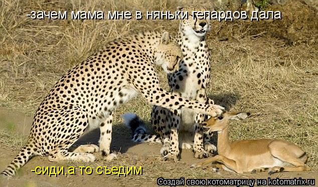 -зачем мама мне в няньки гепардов дала -сиди,а то съедим... Котоматрица: -зачем мама мне в няньки гепардов дала -сиди,а то съедим