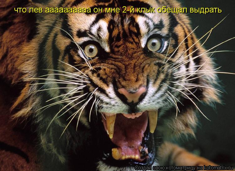 что лев аааааааааа он мне 2-й клык обещал выдрать... Котоматрица: что лев аааааааааа он мне 2-й клык обещал выдрать
