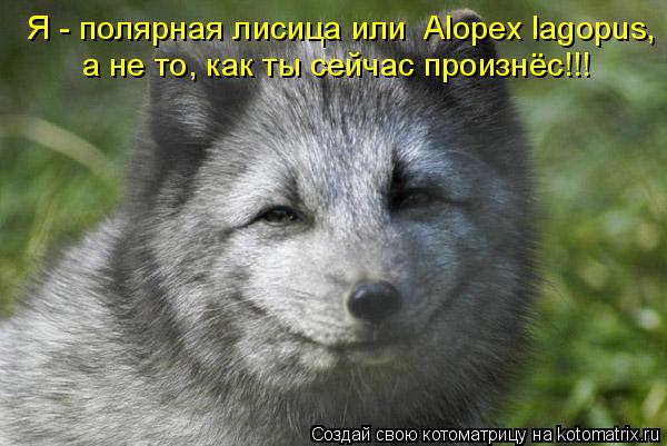 Я - полярная лисица или Alopex lagopus, а не то, как ты сейчас произнёс!!!... Котоматрица: Я - полярная лисица или Alopex lagopus, а не то, как ты сейчас произнёс!!!