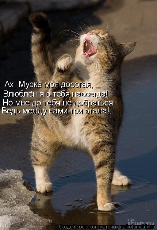 Ах, Мурка моя дорогая, Влюблён я в тебя навсегда ! Но мне до тебя не добраться, Ведь между нами три э... Котоматрица: Ах, Мурка моя дорогая, Влюблён я в тебя навсегда ! Но мне до тебя не добраться, Ведь между нами три этажа!..