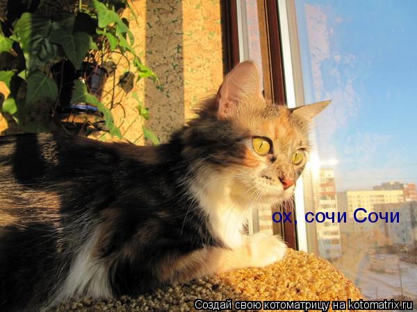 ох, сочи Сочи... Котоматрица: ох, сочи Сочи