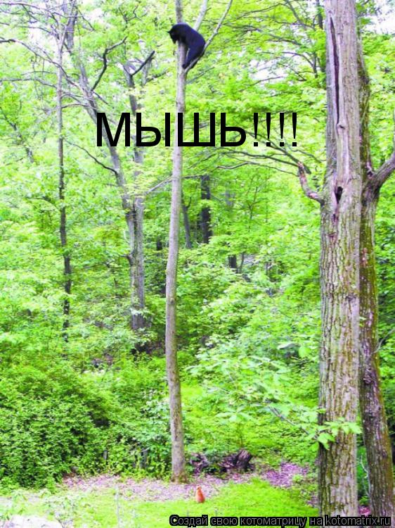МЫШЬ!!!!... Котоматрица: МЫШЬ!!!!