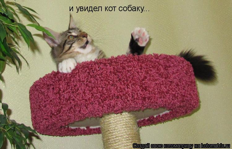 и увидел кот собаку...... Котоматрица: и увидел кот собаку...