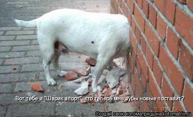 Вот тебе и "Шарик апорт", кто теперь мне зубы новые поставит?... Котоматрица: Вот тебе и "Шарик апорт", кто теперь мне зубы новые поставит?