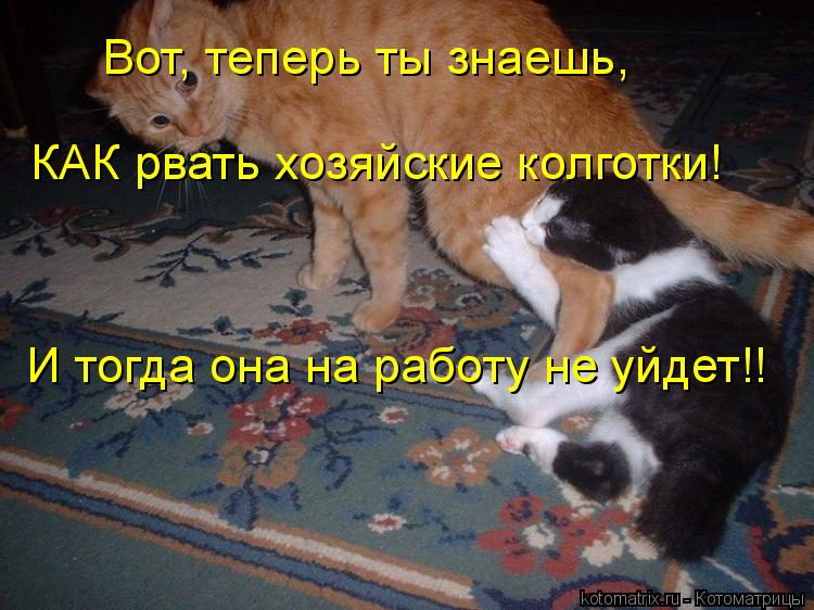 Вот, теперь ты знаешь, КАК рвать хозяйские колготки! И тогда она на работу не уйдет!!... Котоматрица: Вот, теперь ты знаешь, КАК рвать хозяйские колготки! И тогда она на работу не уйдет!!