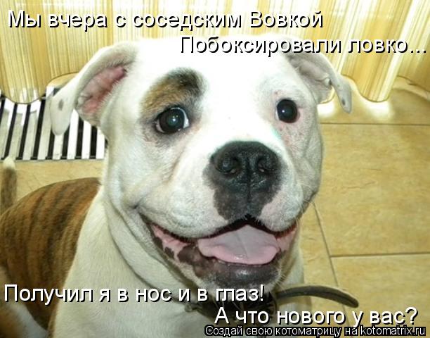 Мы вчера с соседским Вовкой Побоксировали ловко... Получил я в нос и в глаз! А что нового у вас?... Котоматрица: Мы вчера с соседским Вовкой Побоксировали ловко... Получил я в нос и в глаз! А что нового у вас?