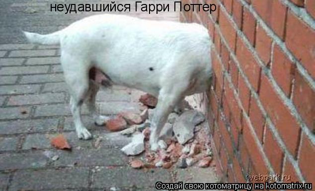 неудавшийся Гарри Поттер... Котоматрица: неудавшийся Гарри Поттер