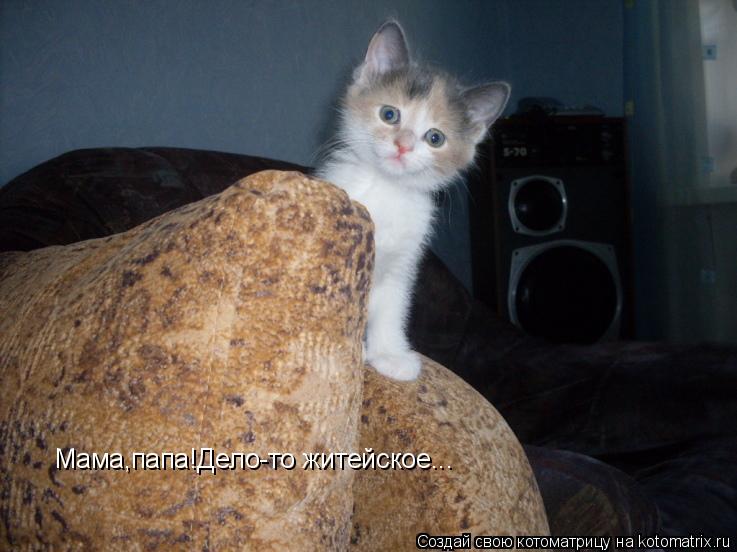 Мама,папа!Дело-то житейское...... Котоматрица: Мама,папа!Дело-то житейское...