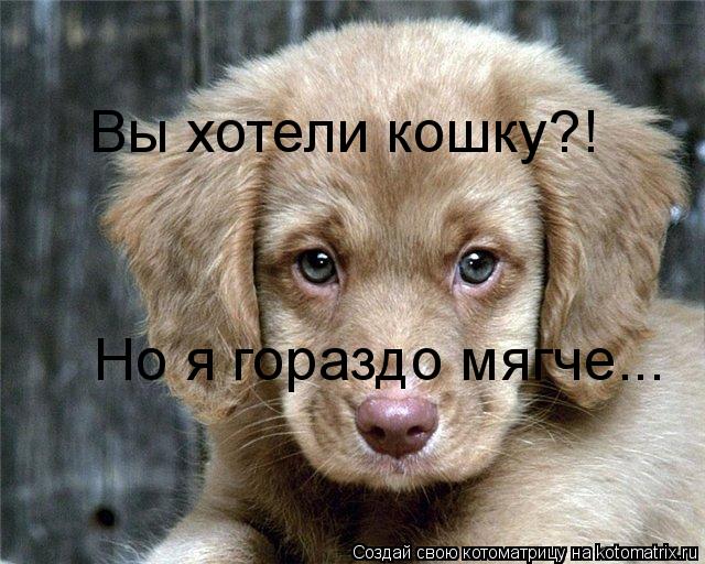 Вы хотели кошку?! Но я гораздо мягче...... Котоматрица: Вы хотели кошку?! Но я гораздо мягче...