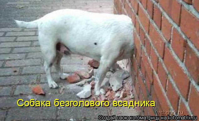Собака безголового всадника... Котоматрица: Собака безголового всадника